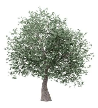 Olive tree isolated on white background. 3d illustration Illustrazione stock