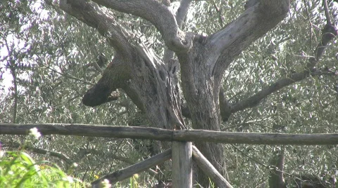Olive tree in Italy Stock Footage 609410