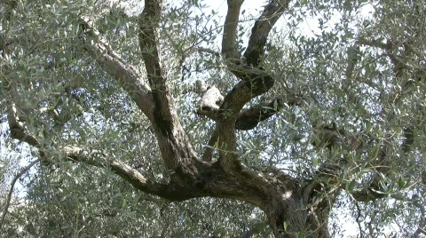 Olive tree in Italy Видео 609439