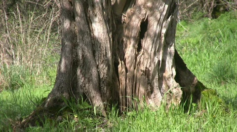 Olive tree in Italy 動画素材 610258