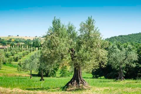 Olive tree in italy Stock Photos