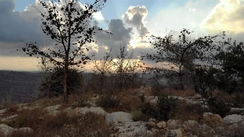 Olive Tree in Jerusalem Hills At sunset- Aerial Stock Footage 121944300