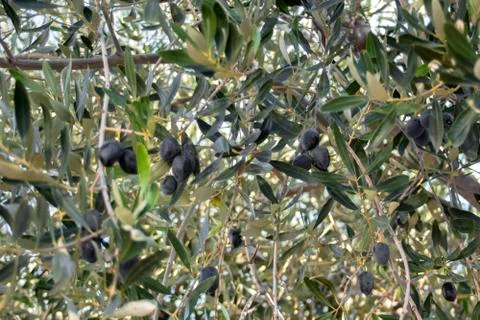 Olive tree with large berries - a look between the branches. Stock Photos