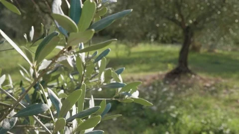 Olive tree leaf and nice olive tree during sunset. Change focus Stock-Footage 139352246