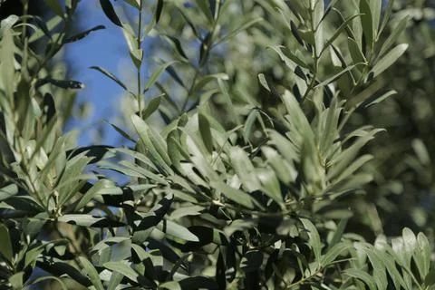 Olive tree leaf Foto stock