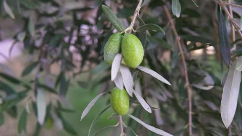 Olive tree leaf,olive, olive trees, Olive forest, Stock Footage 253706140
