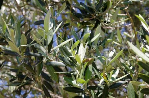 Olive tree leaves close up Stock Photos