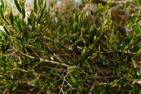 Olive Tree leaves Close-up At Sunset Stock Photos