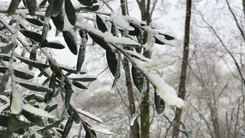 Olive tree leaves covered in snow Stock Footage 234518804