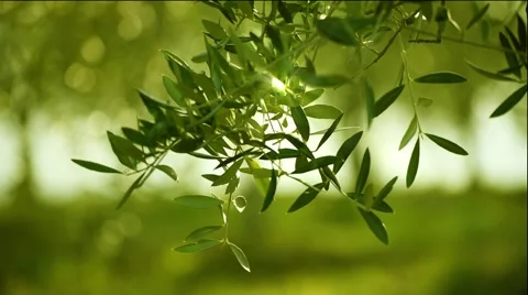 Olive tree leaves Stock Footage 59807100