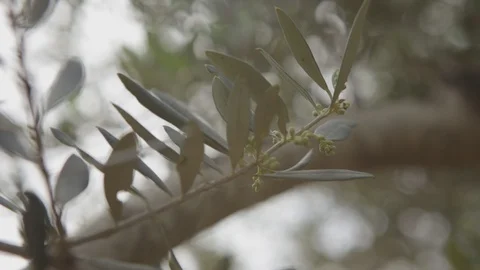 Olive Tree Leaves 스톡 동영상 102178145
