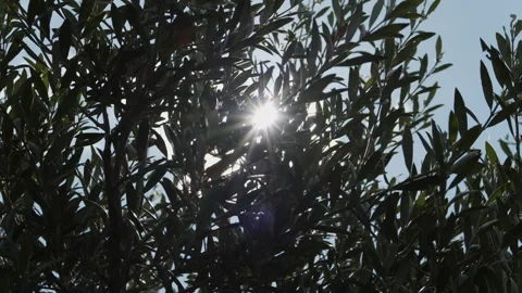 Olive tree leaves moving in the wind Video stock 165801250