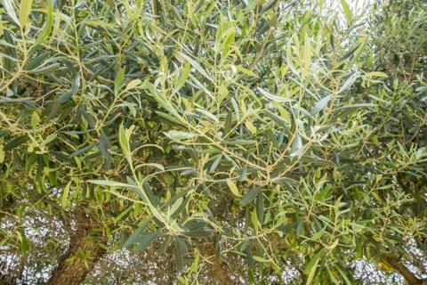 Olive tree leaves Stock Photos