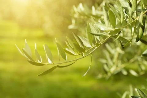 Olive tree with leaves Photos