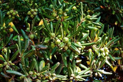 Olive tree leaves Stock Photos