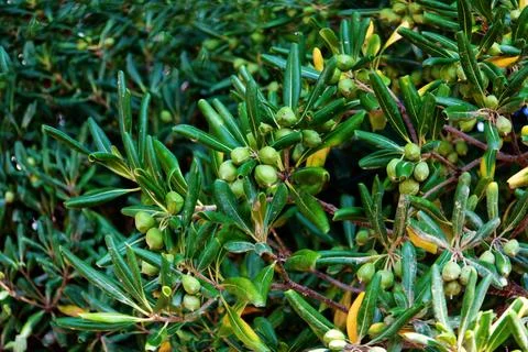 Olive tree leaves 스톡 사진