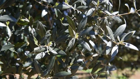 Olive tree leaves swaying in the wind Stock Footage 140217535