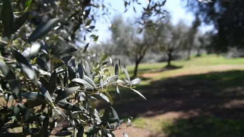 Olive tree leaves swaying in the wind Stock Footage 140217598