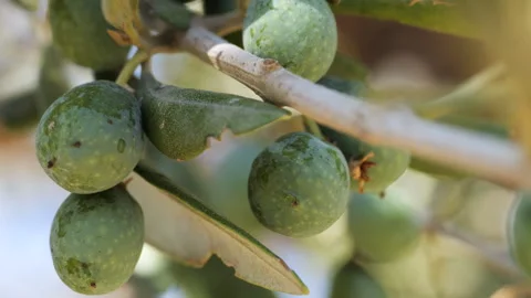 Olive tree macro shot Stock Footage 282495164