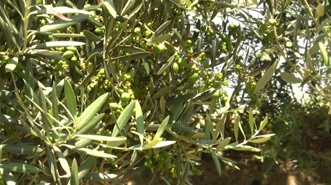 Olive tree in maturation Stock Footage 51502776