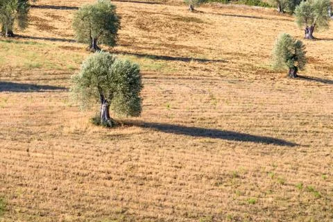 An olive tree in a middle of a field Stock Photos