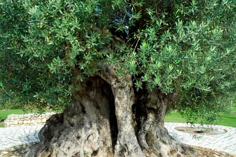 Olive tree millennium Stock Photos