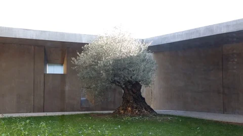 Olive tree in a minimalistic garden Stock Footage 101746775