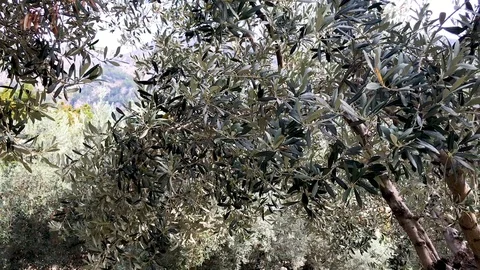 Olive tree up in the mountains of Mallorca this summer Video stock 122171085