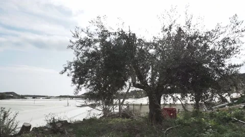 Olive tree moving with the wind Stock Footage 150517391