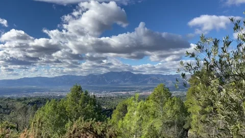 Olive tree moving on wind overlooking Els Ports mountain range Stock Footage 256924191