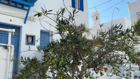 Olive tree in Mykonos, Greece 08/06/2026 Stock Footage 341538443