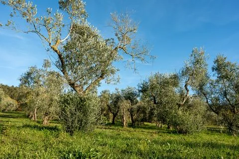 The olive tree is native to the Middle East and has been used as a food sourc Stock Photos
