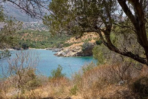 Olive tree offering breathtaking view of secluded greek island bay 스톡 사진