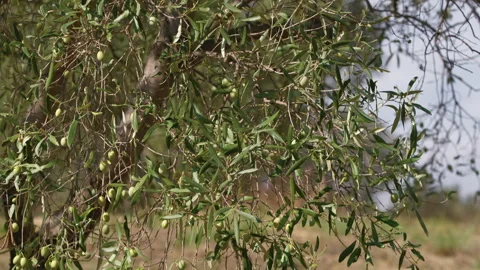 Olive tree for oil production Stock Footage 265013532