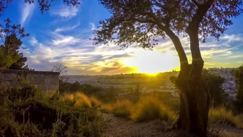 Olive tree with Old City Jerusalem view 스톡 동영상 153891308