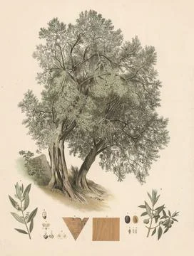 Olive tree, olive, Olea europaea, illustration by Johann Kautsky (1827-1896), Stock Illustration