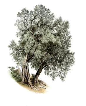 Olive tree, olive, Olea europaea, illustration by Johann Kautsky (1827-1896), Stock Illustration