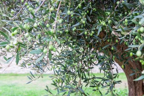 Olive tree with olives on the branches. Olive tree in Italy. Stock Photos