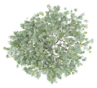 Olive tree with olives isolated on white background. top view. 3d illustratio Stock Illustration