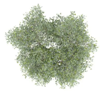 Olive tree with olives isolated on white background. top view. 3d illustratio Illustrazione stock