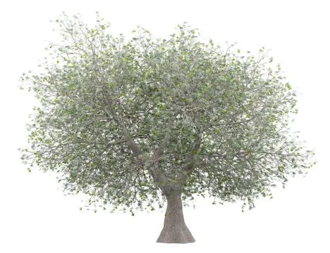 Olive tree with olives isolated on white background. 3d illustration Stock Illustration