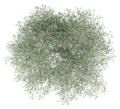 Olive tree with olives isolated on white background. top view. 3d illustratio Stock Illustration