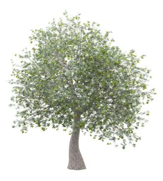 Olive tree with olives isolated on white background. 3d illustration Stock Illustration