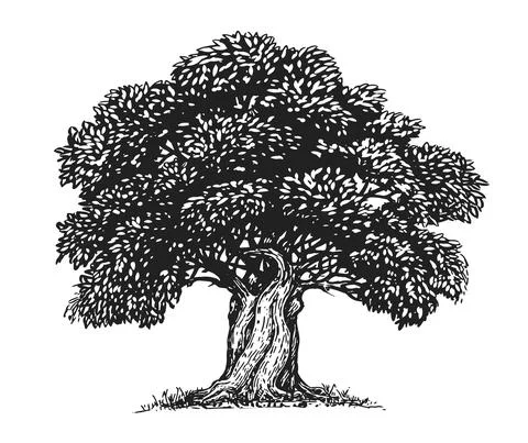 Olive tree with olives sketch. Hand drawn tree with leaves in vintage engraving Stock Illustration