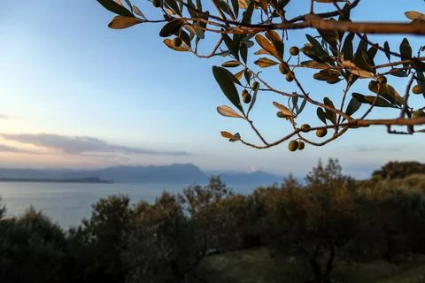 Olive tree overlooking Lake Garda at sunset in Sirmione Stock Photos