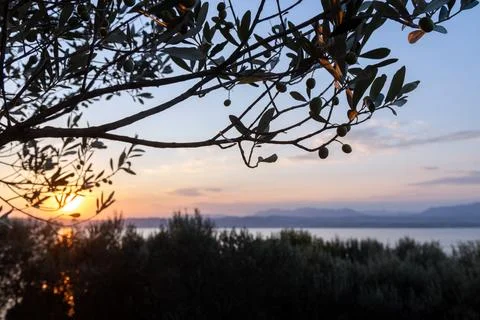 Olive tree overlooking Lake Garda at sunset in Sirmione Stock Photos