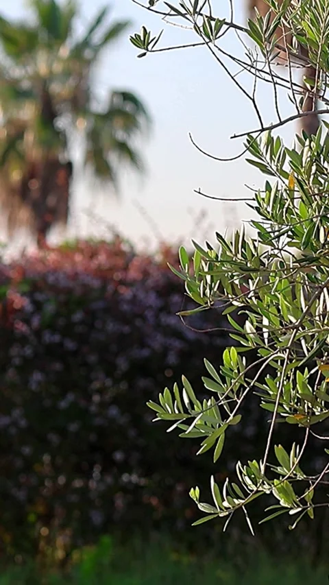 Olive tree, palm tree, and abelia: A multinational plant collaboration, 6AM Vidéo 339253061