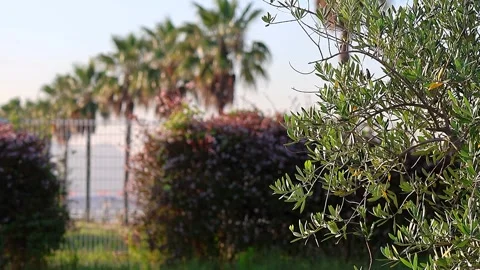 Olive tree, palm tree, and abelia: A multinational plant collaboration, 6AM Stock-Footage 339253185