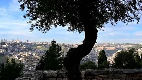 Olive tree with panoramic view of Jerusalem 4K Stock Footage 151634591