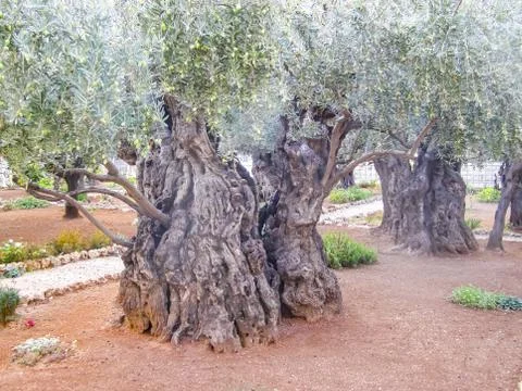 Olive tree in a park in jerusalem. Foto stock